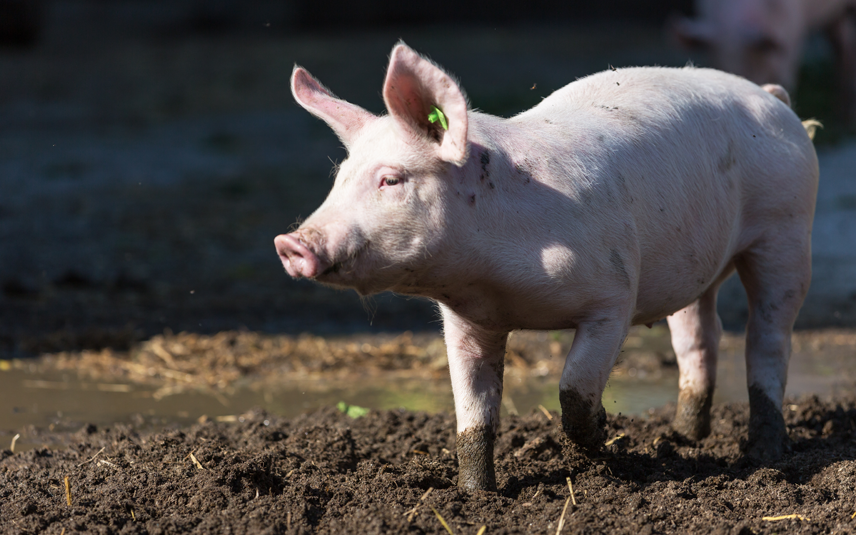 varkens zijn zindelijke dieren