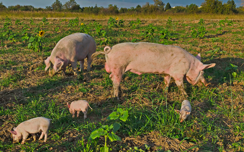 Varkens in vrijheid