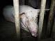 Misstanden in slachthuizen varkens