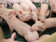 Reclame Code Commissie: varkenssector misleidt met kindermarketing