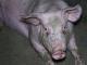 Giftige stallucht geeft varkens longontsteking