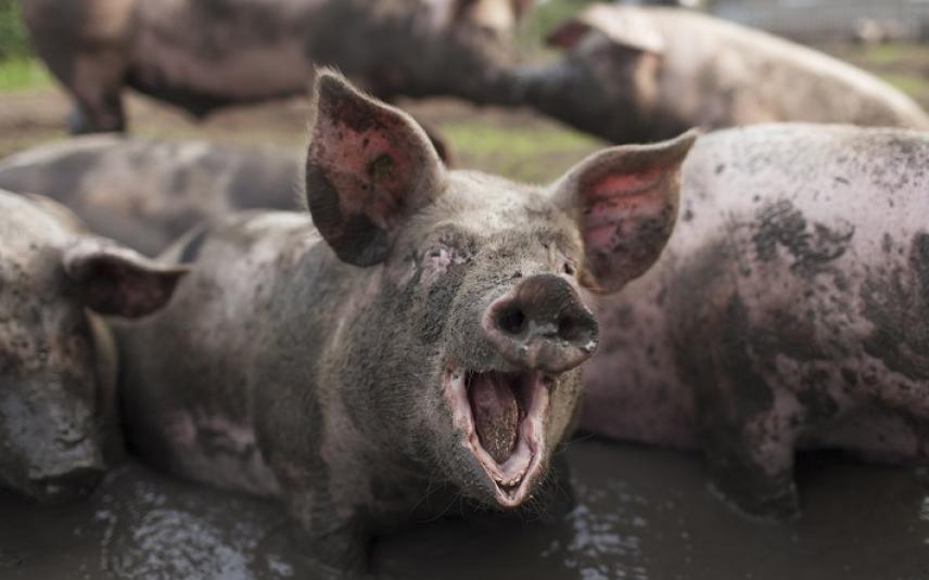 varken in een modderbad