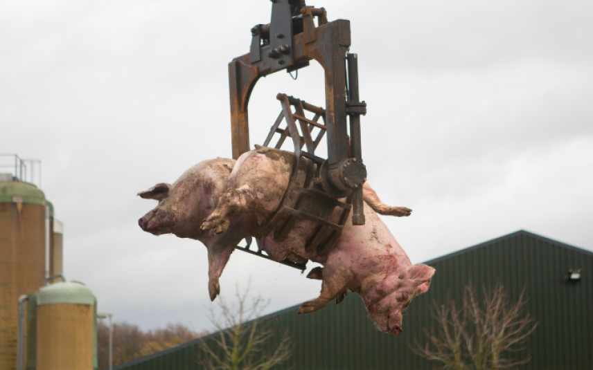 Afbeelding artikel Afrikaanse varkenspest website