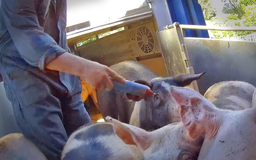 Opnieuw mishandelingen met tasers bij varkenstransporten