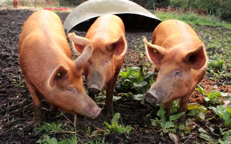 gezonde varkens