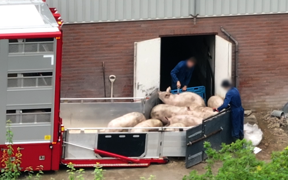 Varkens in Nood doet aangifte van dierenmishandeling