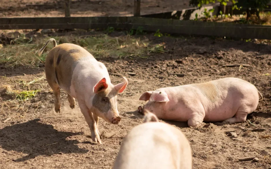 Varkens die voldoende ruimte, afleiding, daglicht en frisse lucht krijgen, bijten niet in elkaars staarten.