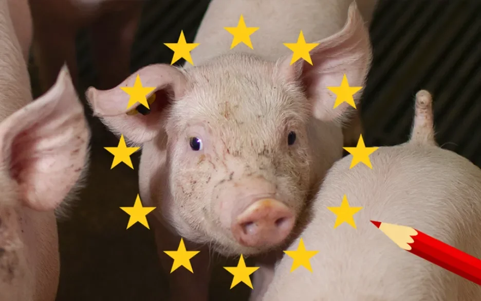 De meeste dierenwelzijnsregels komen uit Europa, dus deze verkiezingen zijn belangrijk voor de dieren. 