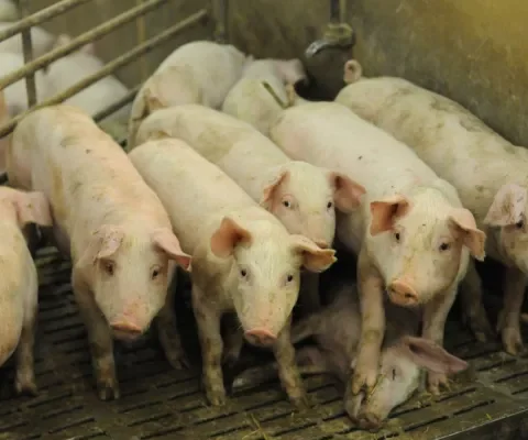 Zieke dieren blijven in de groep