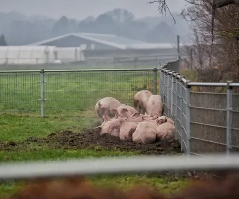 Duizenden varkens sterven bij grote stalbrand in Biezenmortel