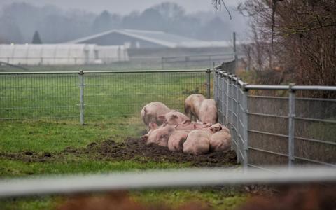 Duizenden varkens sterven bij grote stalbrand in Biezenmortel