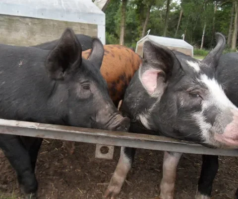 Nederlanders kopen steeds meer biologisch vlees