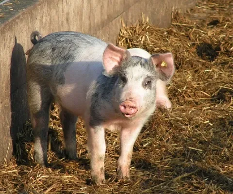 Steeds meer varkens leven biologisch