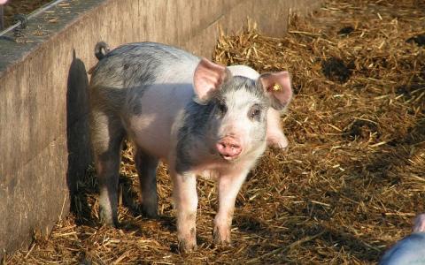 Steeds meer varkens leven biologisch