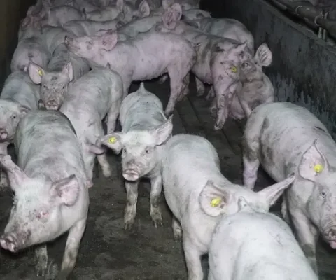 Debat in Tweede Kamer: "Het is geen feest om als één van de twaalf miljoen varkens te moeten leven in de Nederlandse veehouderij" 