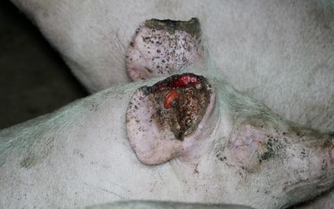 De varkenshouderij maakt varkens ziek: oor- en staartbijten