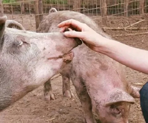 Het jaar 2017 volgens deze dierenbeschermer