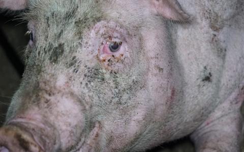 Stalklimaat ongezond voor varkens: te hoog ammoniak verziekt longen!