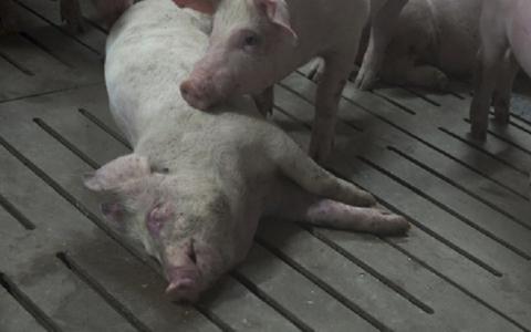 PETA Duitsland klaagt “goede” varkensboeren aan