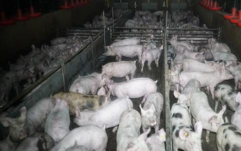 Minister Schouten schrikt van beelden uit varkenshouderij
