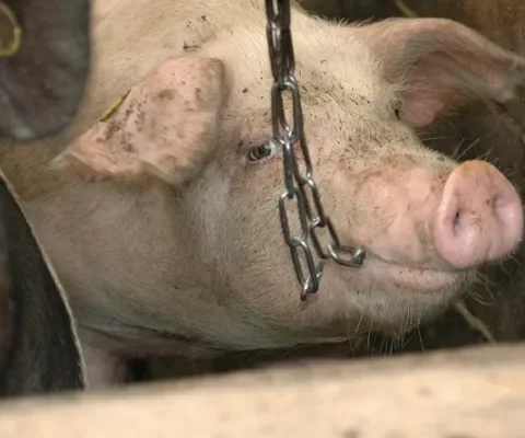 Varkens zonder drinkwater, altijd in het donker, geen afleidingsmateriaal