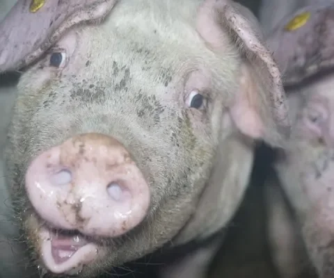 Waarom is de Nationale Week Zonder Vlees goed voor de varkens?