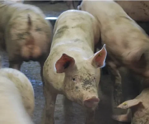 Minder varkens in intensieve varkenshouderij