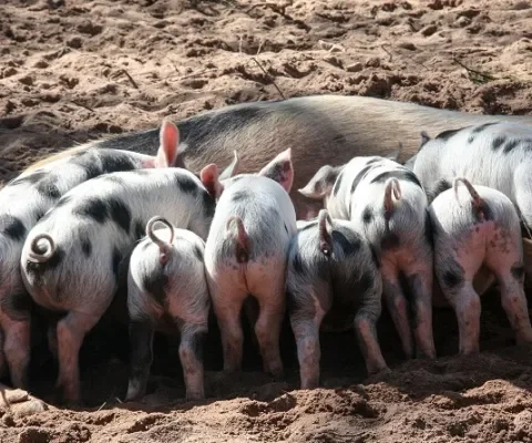 Politiek wil eindelijk einde zien aan het staarten knippen