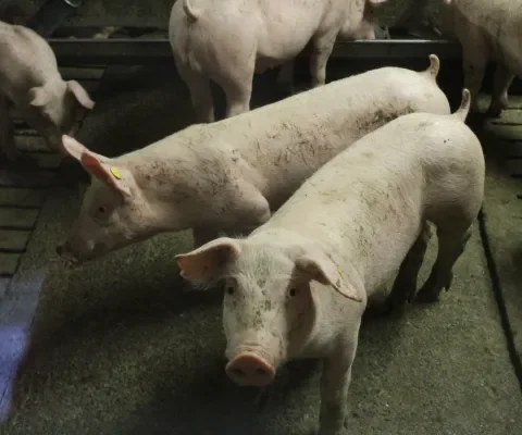 Belastingmaatregel 'dwingt' boeren tot verbetering van stallen