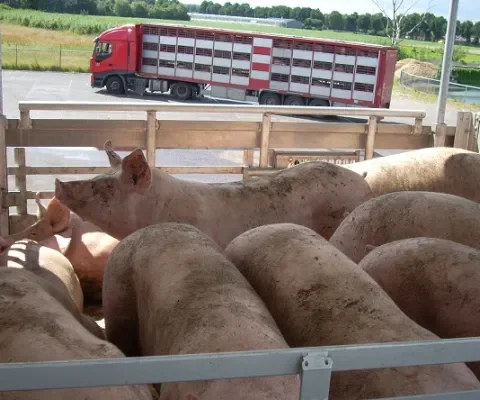 Afrikaanse varkenspest, nu al tienduizenden Belgische slachtoffers