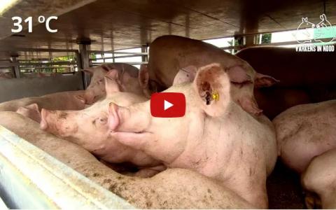 Video: hittestress tijdens varkenstransport