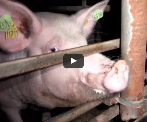 Ernstig dierenleed onthuld bij Duitse biggenmester (video)