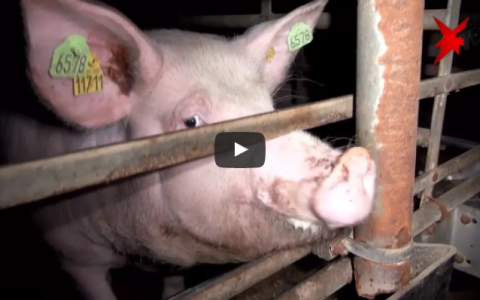 Ernstig dierenleed onthuld bij Duitse biggenmester (video)