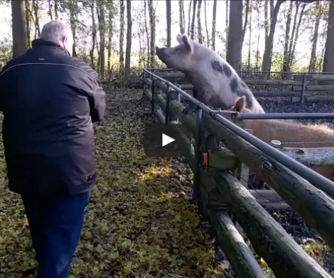 Vlekkie en zijn vrienden krijgen wat lekkers