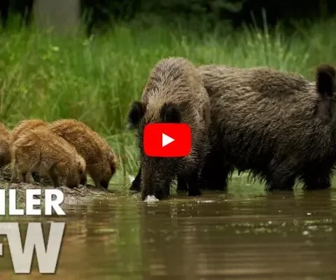 WILD: over wilde zwijnen op de Veluwe