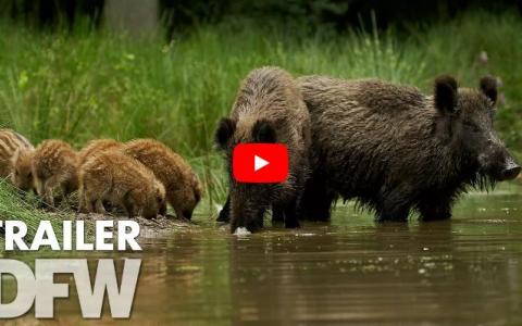 WILD: over wilde zwijnen op de Veluwe