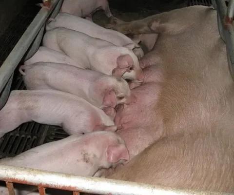 Eindeloos doorfokken flink aan de kaak gesteld