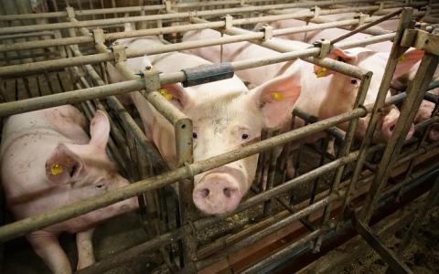 De varkenshouderij maakt varkens ziek:  blaasontsteking en baarmoederontsteking