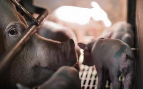 Varkensdierenartsen willen zo snel mogelijk een einde aan staarten couperen