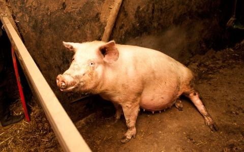De varkenshouderij maakt varkens ziek: kreupele zeugen