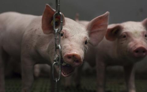 Nieuw onderzoek: Afleidingsmateriaal varkens krijgt dikke onvoldoende