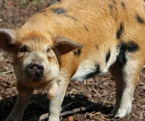 Kune Kune