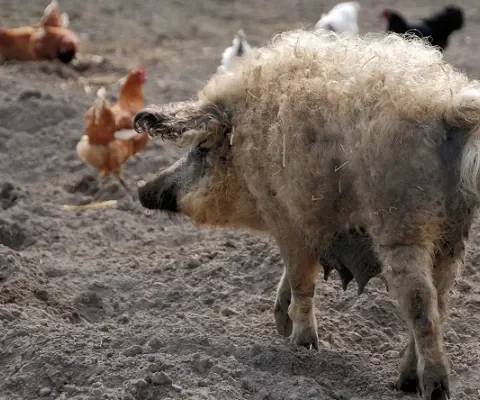 Mangalica