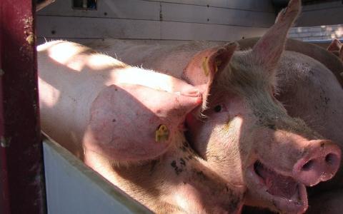 Stop transport – Bouw een mobiel varkensslachthuis