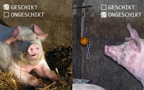 NVWA gaat eindelijk optreden tegen de verveling bij varkens
