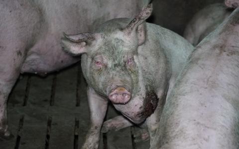 De varkenshouderij maakt varkens ziek: het abces van Josien