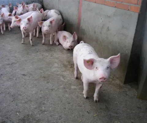 Controle op biologisch keurmerk blijkt goed 