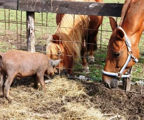 Diana’s blog 18: Varkens komen van mars, paarden van venus