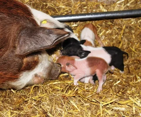 Diana’s blog 6: Zes van de half miljoen