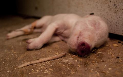 Duitsland weert beruchte Nederlandse varkensboer